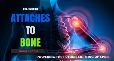 How Muscles and Bones Connect