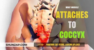 Coccyx Muscles: What's Attached and Why It Matters
