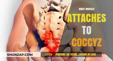 Coccyx Muscles: What's Attached and Why It Matters