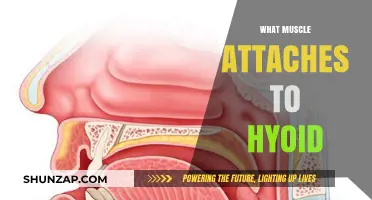 The Hyoid Bone's Muscular Attachments and Their Functions