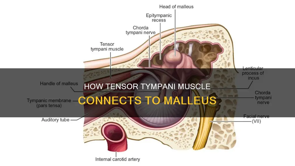 what muscle attaches to malleus
