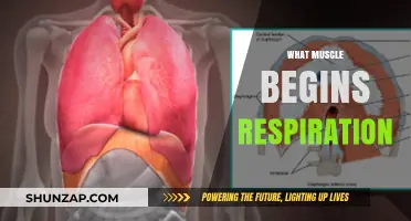Diaphragm: The Muscle Behind Your Breath