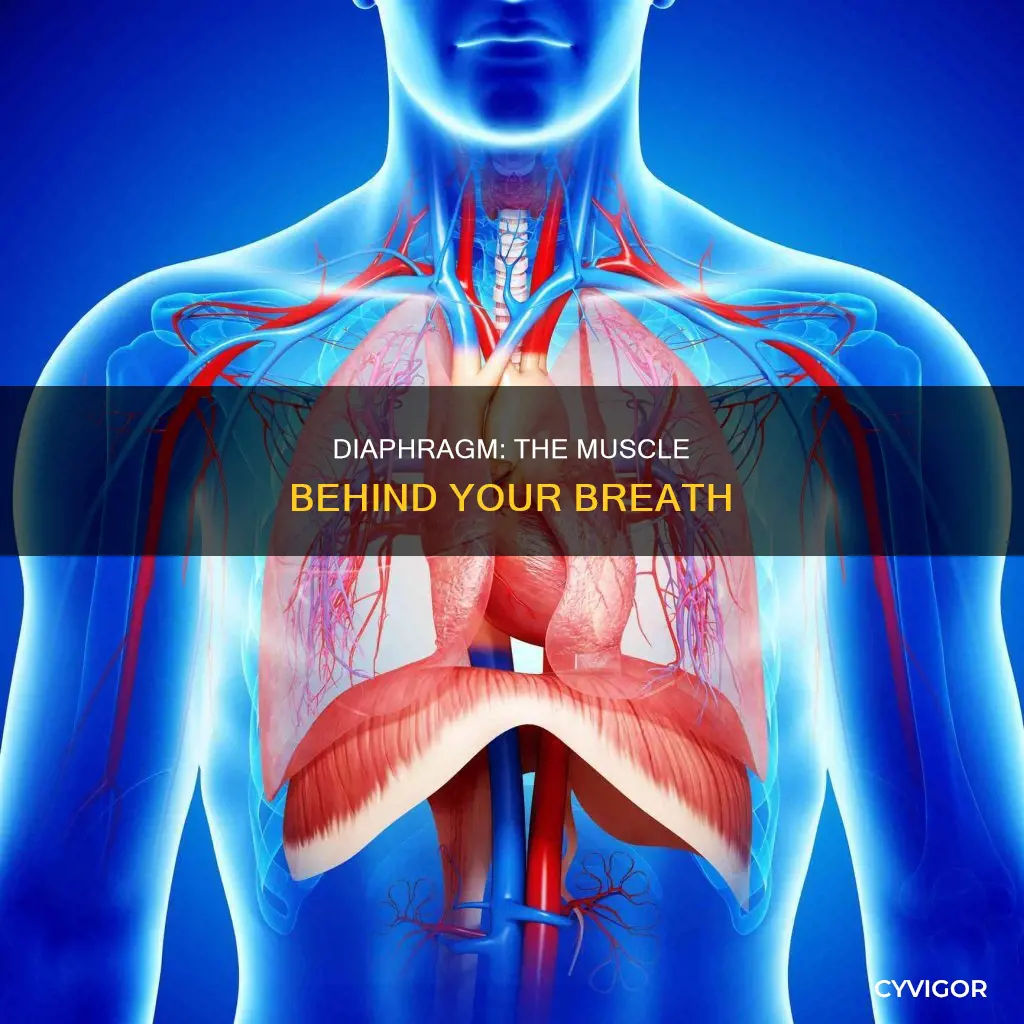 what muscle begins respiration
