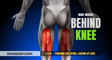 Understanding the Muscles Behind Your Knee