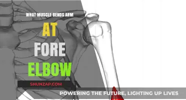 Understanding the Brachialis: The Muscle That Bends Your Arm at the Forearm