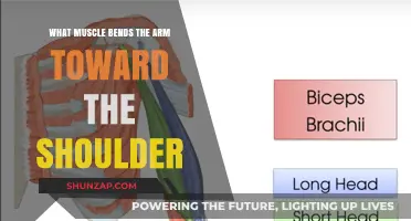 Biceps Brachii: The Muscle That Bends Your Arm Toward the Shoulder