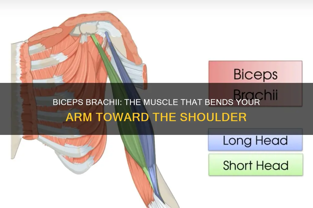 what muscle bends the arm toward the shoulder