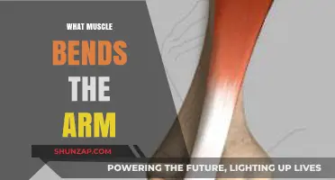 Understanding the Biceps: The Key Muscle for Bending Your Arm
