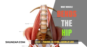 Unlocking the Hip Flexors: Understanding the Powerful Psoas