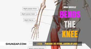 Understanding the Knee Bending Muscle Function