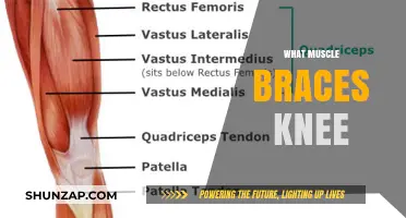 Knee Braces: Supporting Muscle Recovery and Performance