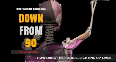 Lowering Your Arm: Muscles Responsible for Downward Movement from 90 Degrees