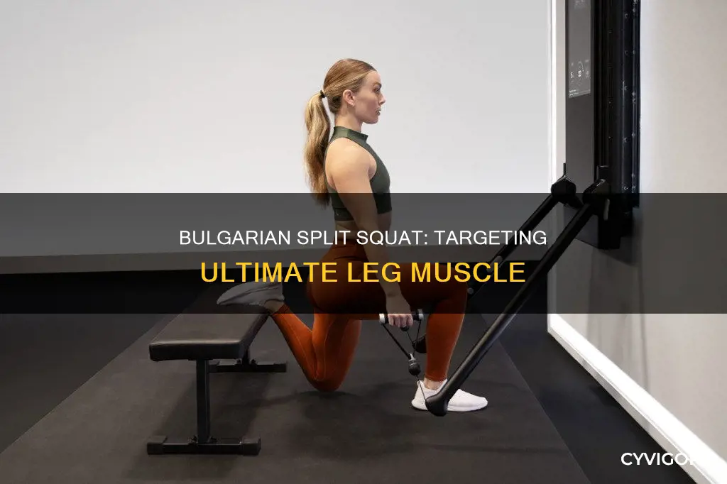what muscle bulgarian split squat