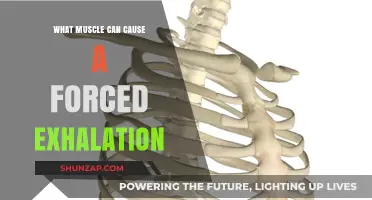 How the Abdominal Muscles Drive Forced Exhalation: A Detailed Guide