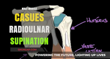 Unlocking the Mystery of Radioulnar Supination