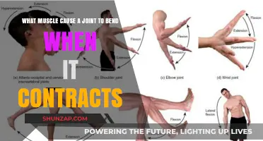 Flexor Muscles: The Key to Joint Bending During Contraction