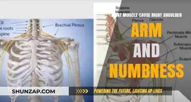 Right Shoulder and Arm Numbness: Identifying the Culprit Muscles