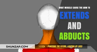 Muscles Behind Arm Extension and Abduction: A Comprehensive Guide