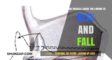 Muscles Controlling Larynx Movement: Rise and Fall Explained