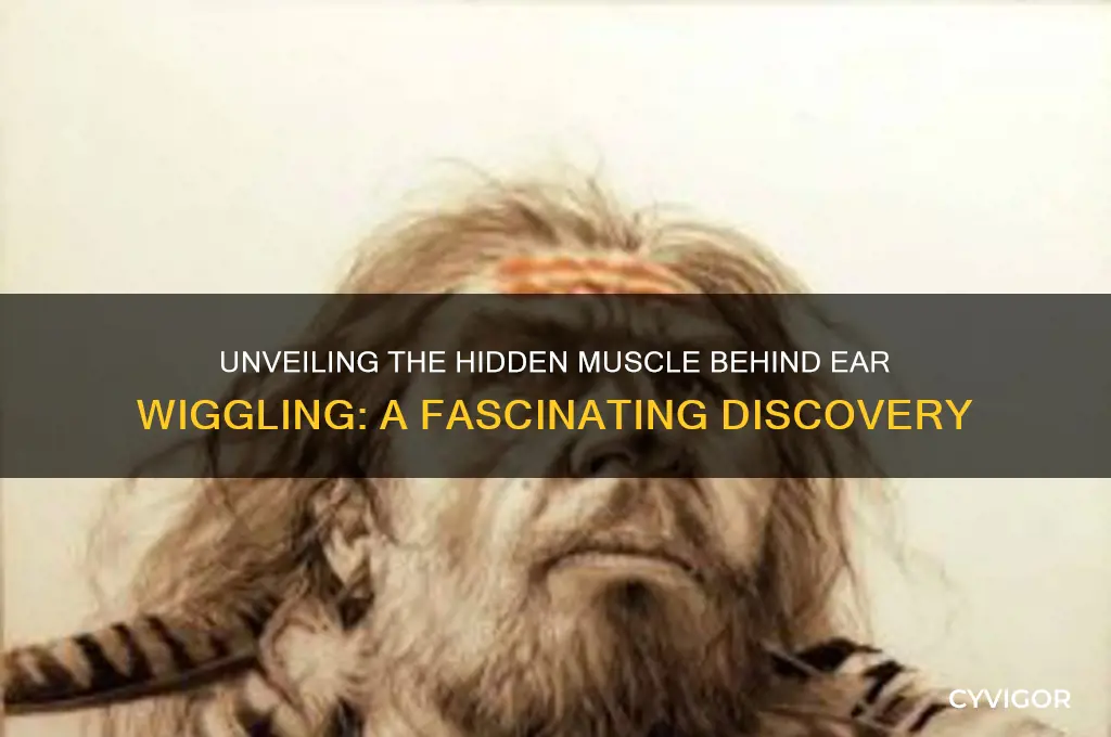 what muscle cause your ears to wiggle
