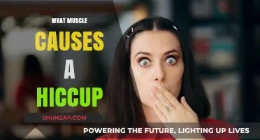 Unraveling the Mystery: Which Muscle Triggers Your Hiccups?