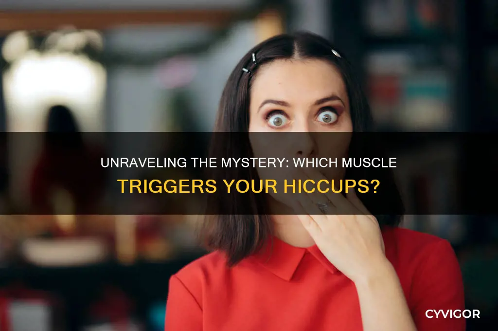 what muscle causes a hiccup
