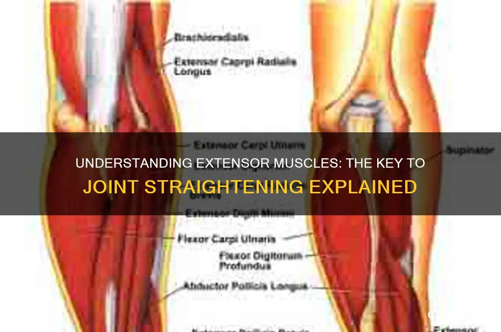 what muscle causes a joint to straighten
