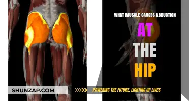 Understanding Hip Abduction: The Role of the Gluteus Medius Muscle