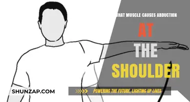 Supraspinatus Muscle: Key to Shoulder Abduction Explained