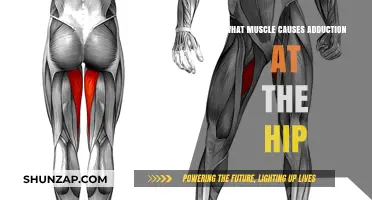 Hip Adduction: Key Muscles Responsible for Inner Thigh Movement