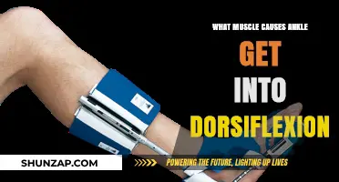 Muscles Driving Ankle Dorsiflexion: Key Players and Functions Explained