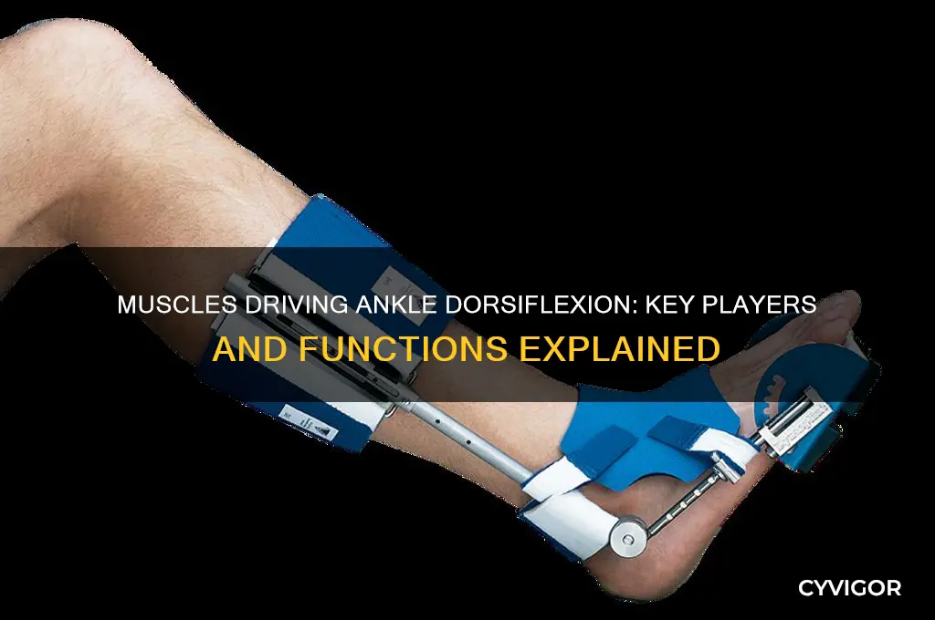 what muscle causes ankle get into dorsiflexion