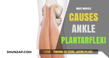 Understanding the Primary Muscle Responsible for Ankle Plantarflexion