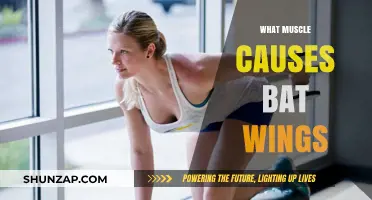 Understanding the Triceps: The Muscle Behind Bat Wings Explained