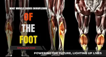 Key Muscles Driving Foot Dorsiflexion: Anatomy and Function Explained