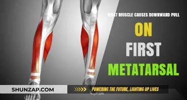 Understanding the Muscle Responsible for Downward First Metatarsal Pull