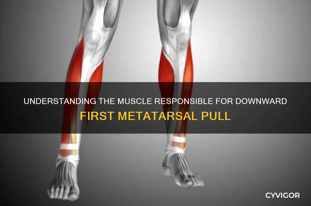 what muscle causes downward pull on first metatarsal