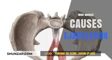 The Role of the Pubococcygeus Muscle in Ejaculation Explained