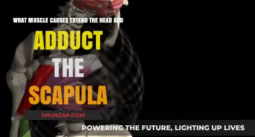 Muscles Behind Head Extension and Scapula Adduction: A Detailed Guide