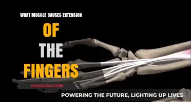 Understanding the Extensor Muscles: Key to Finger Extension Explained