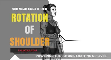 Which Muscles Drive External Rotation of the Shoulder Joint?