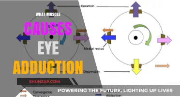 Understanding Eye Adduction: The Role of the Medial Rectus Muscle