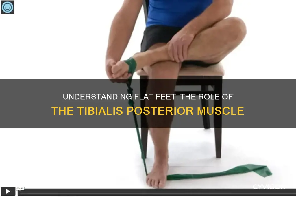 what muscle causes flat feet