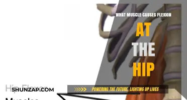 Hip Flexion Explained: Key Muscles Driving Forward Movement