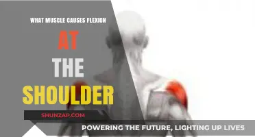 Understanding the Primary Muscle Responsible for Shoulder Flexion