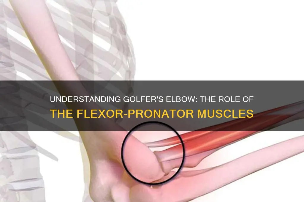 what muscle causes golfers elbow