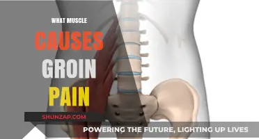 Understanding Groin Pain: Which Muscles Are Involved and Why