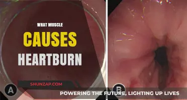 Understanding the Muscle Behind Heartburn: The Lower Esophageal Sphincter's Role