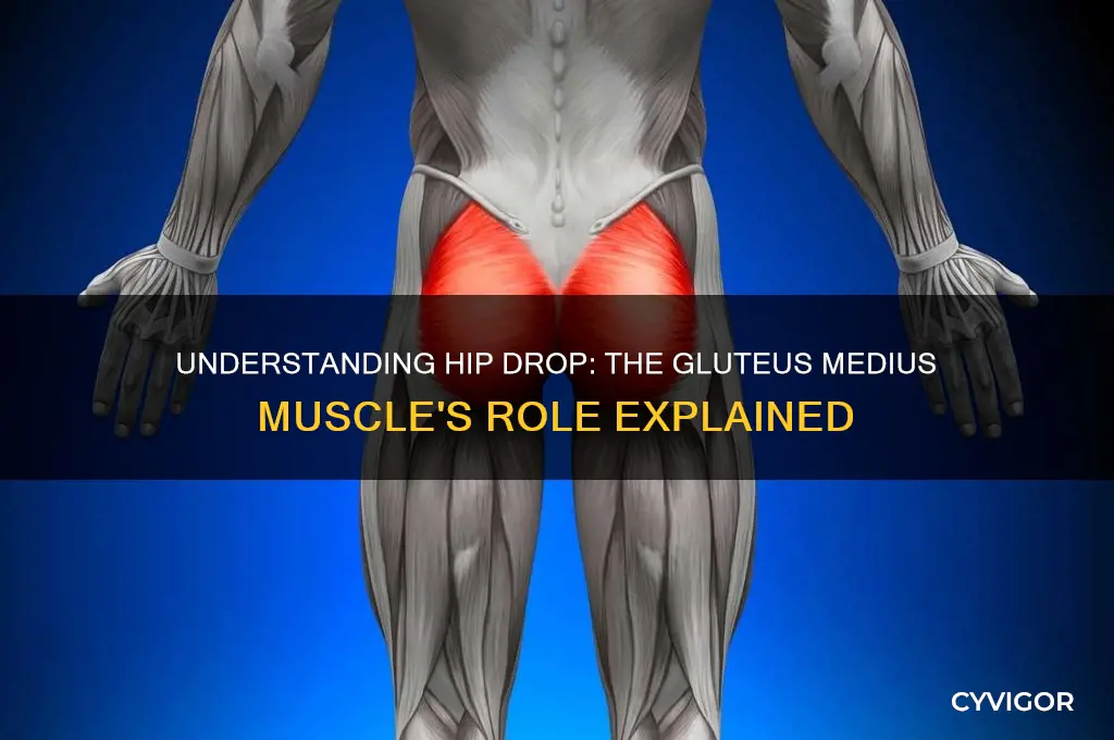 what muscle causes hip drop
