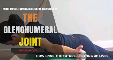 Muscle Responsible for Horizontal Abduction of Glenohumeral Joint
